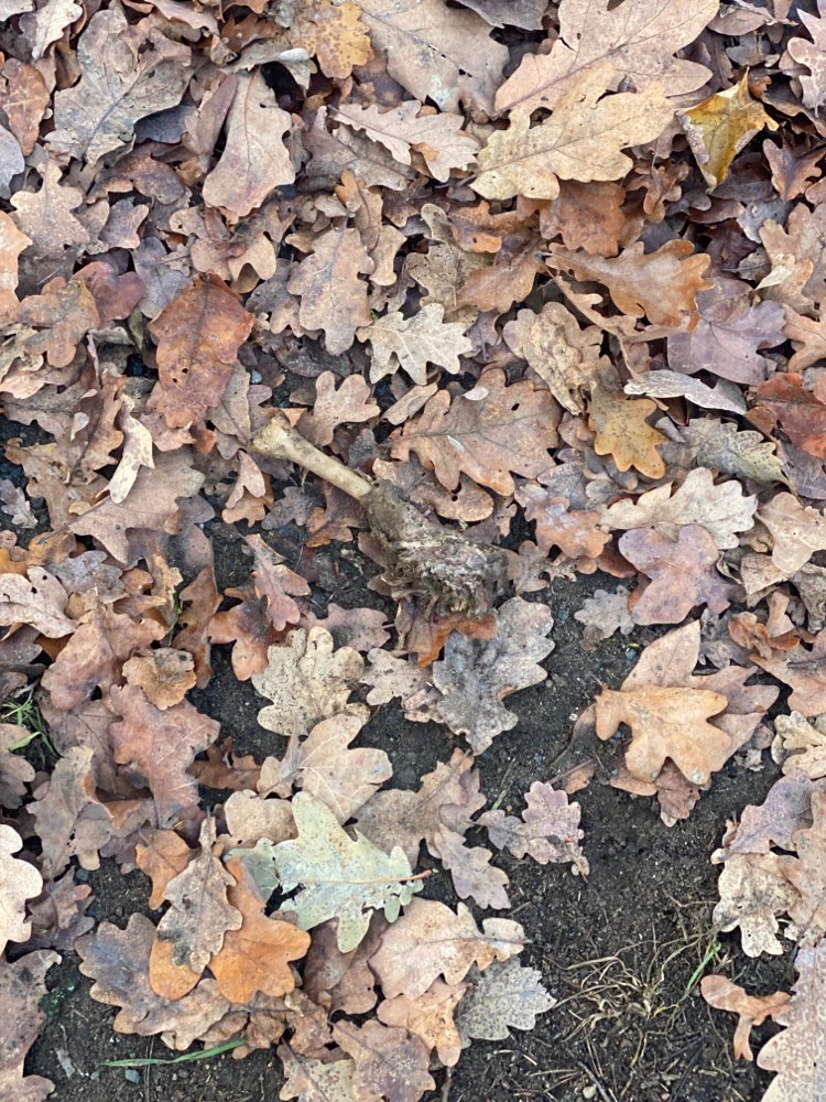 Giftköder-Geflügelkeule mit Knochen-Profilbild