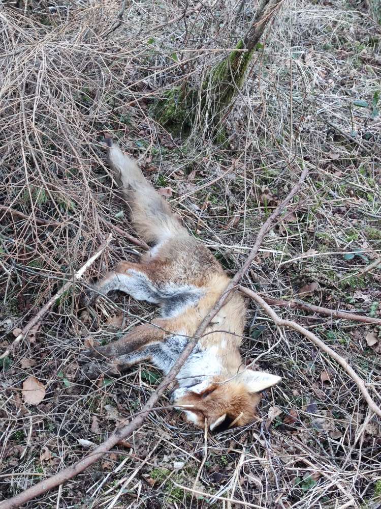 Giftköder-Toter Fuchs-Profilbild