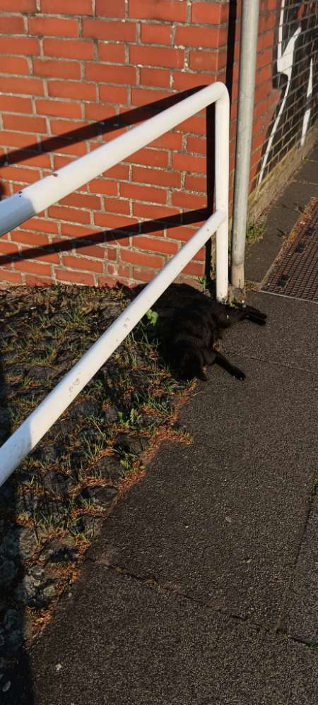 Giftköder-Tote Katze!!!-Profilbild
