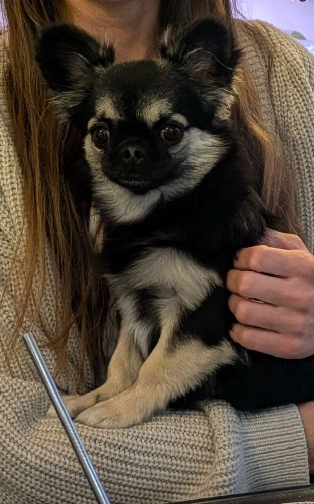 Hundetreffen-Freund zum Toben gesucht-Profilbild