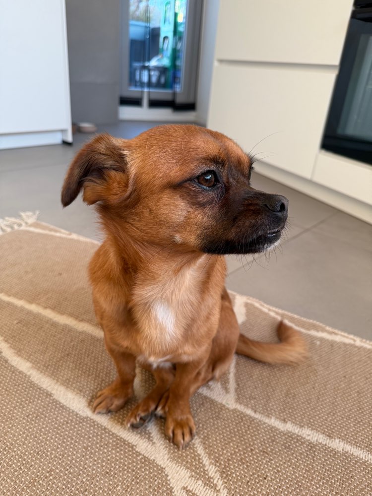 Hundetreffen-Hundebegegnungen zum üben und gerne gemeinsamer Spaziergang.-Profilbild