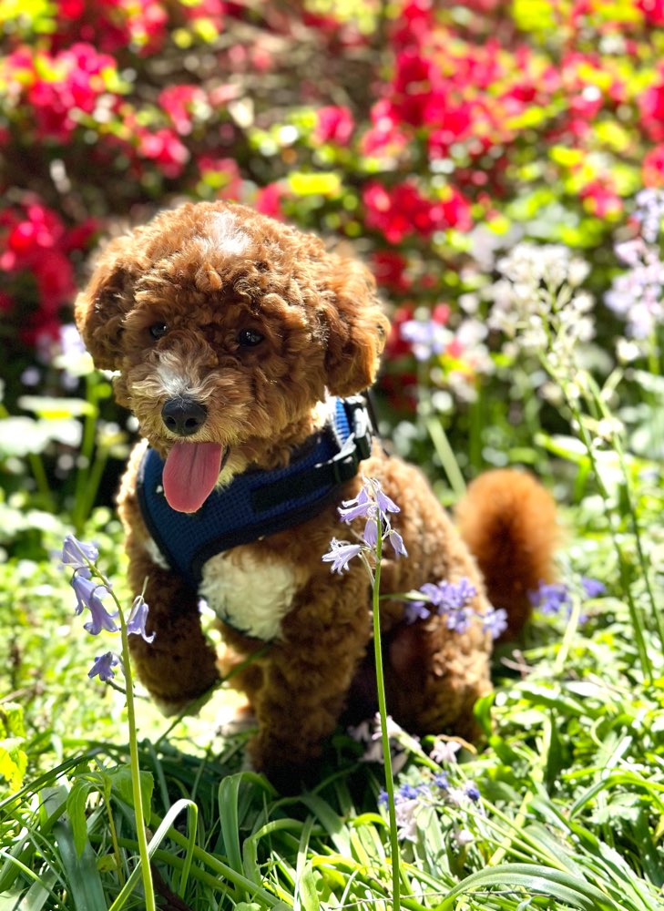 Hundetreffen-Trainingspartner / Spielgefährt gesucht.-Profilbild