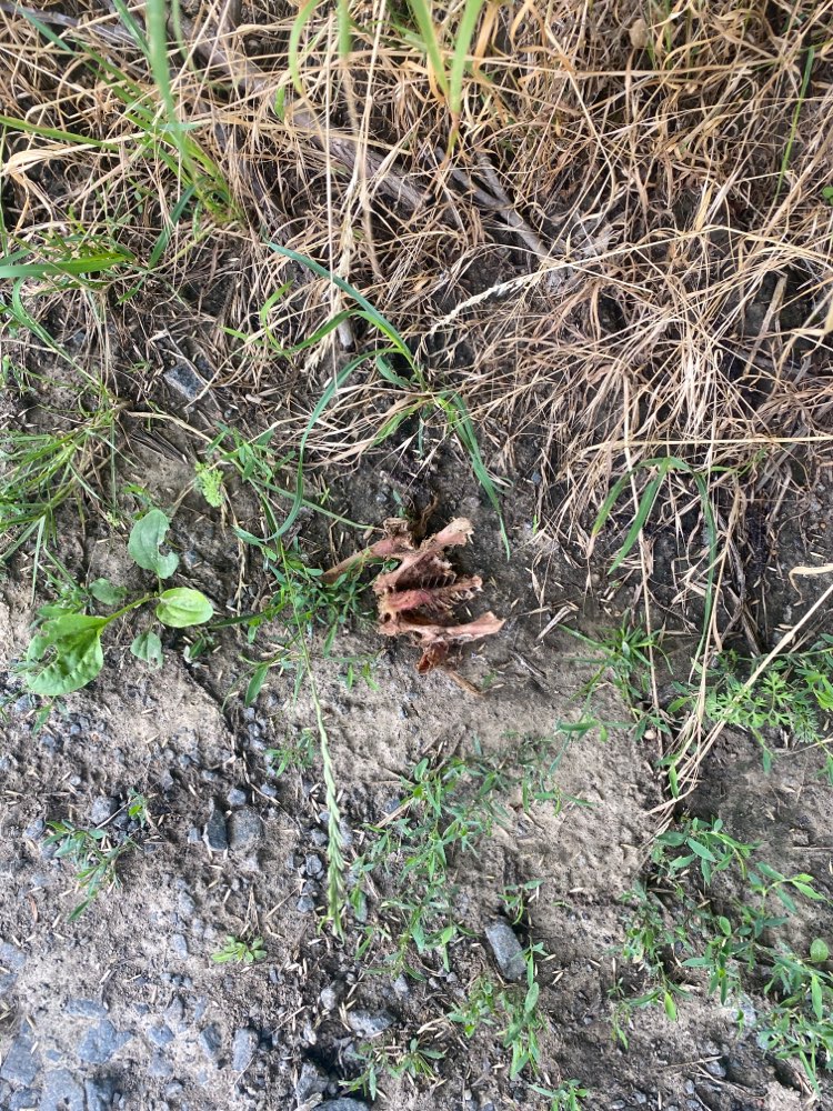 Giftköder-Knochen-Profilbild