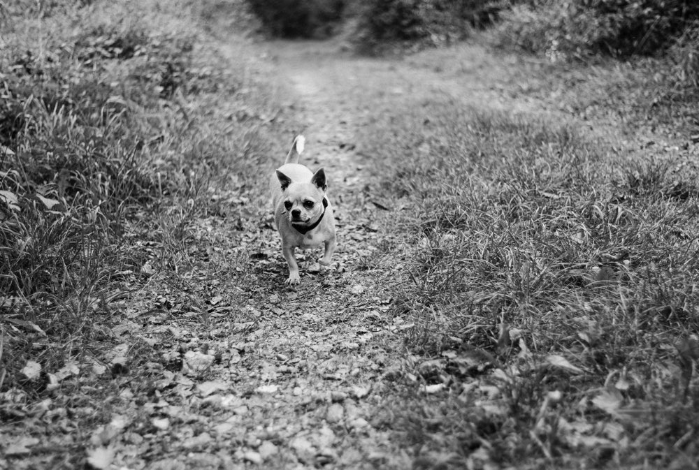 Hundetreffen-Gassirunde-Profilbild
