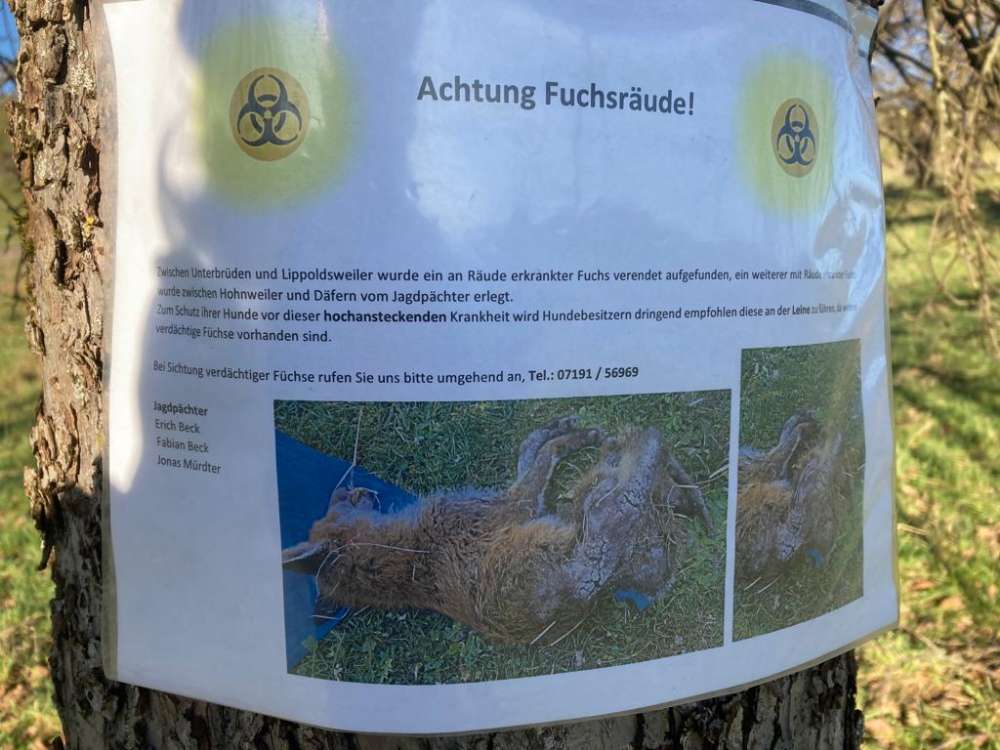 Giftköder-Fuchsräude-Profilbild