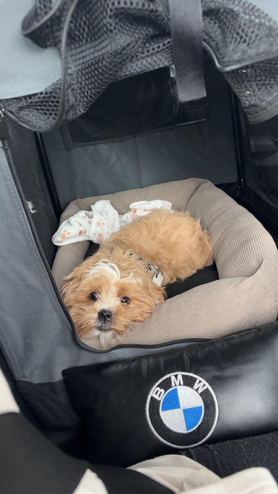 Hundetreffen-Hundespielen-Profilbild