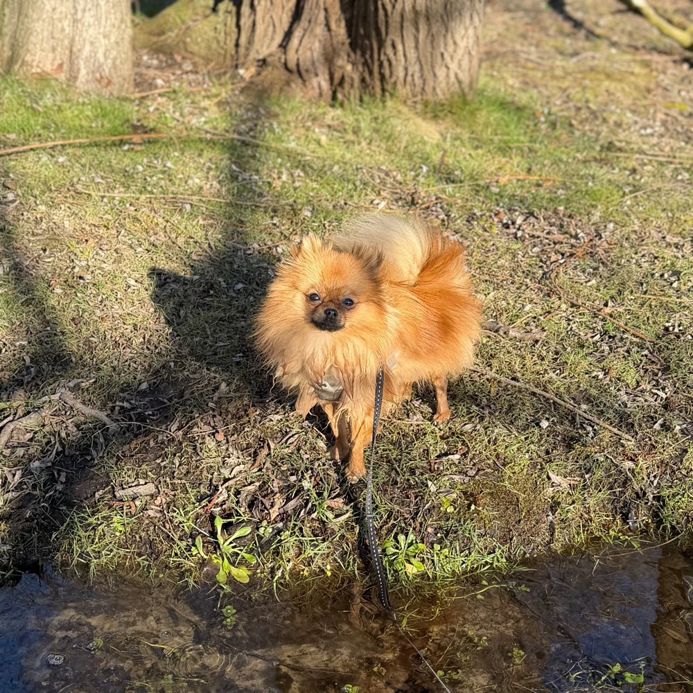 Hundetreffen-Spielgruppe in Brühl-Profilbild