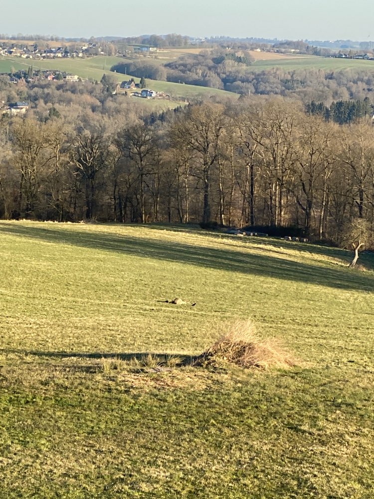 Giftköder-Totes Schaf-Profilbild