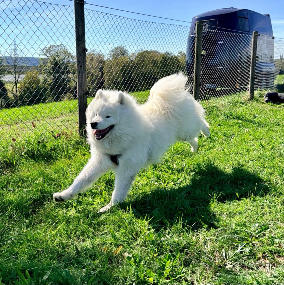 Hundetreffen-Hundefreunde gesucht-Profilbild