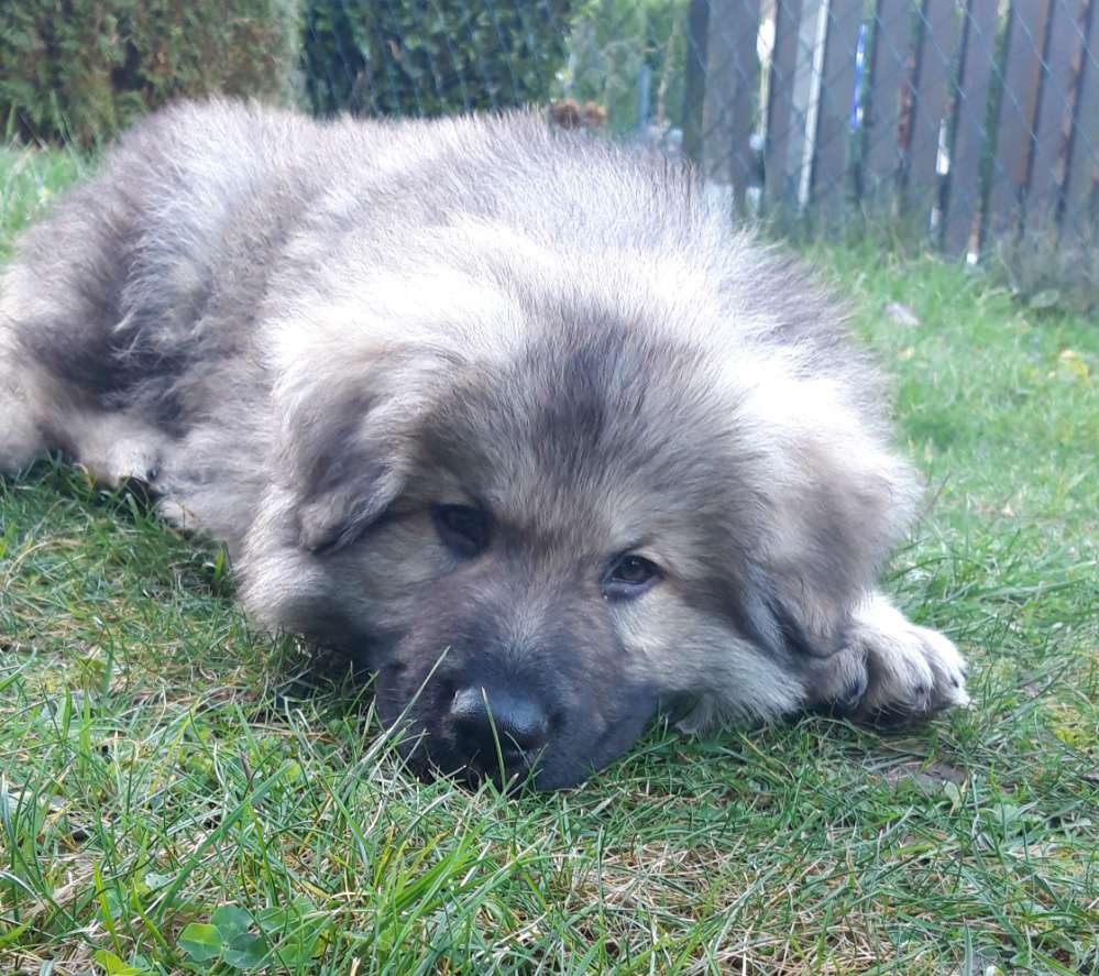 Hundetreffen-Welpentreffen Hundefreunde-Profilbild