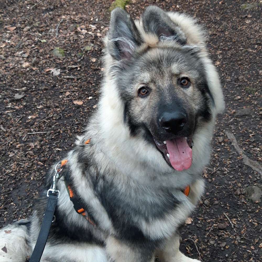 Hundetreffen-Hundefreunde zum spielen und trainieren-Profilbild