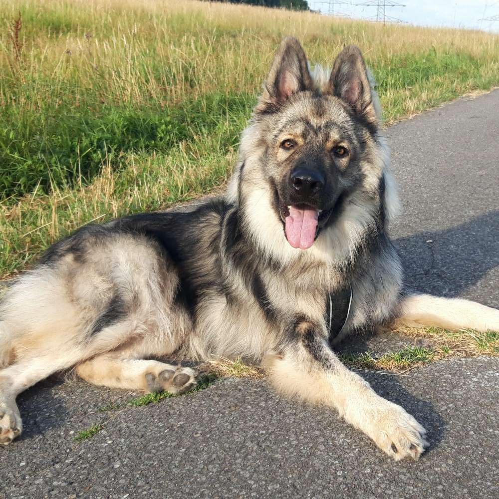 Hundetreffen-Hundefreunde zum spielen und trainieren-Profilbild