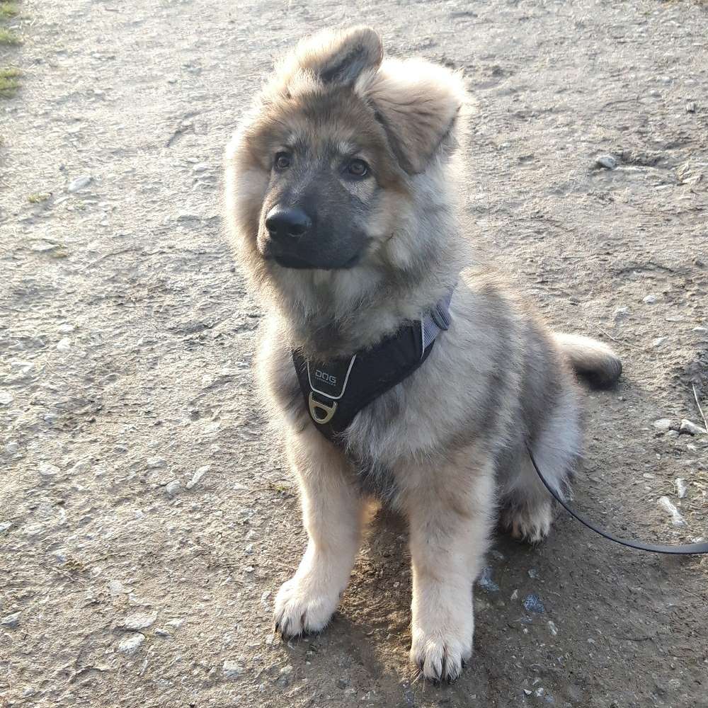 Hundetreffen-Welpentreffen Hundefreunde-Profilbild