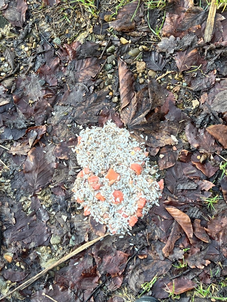 Giftköder-Vermutlich Giftköder am Badesee-Profilbild