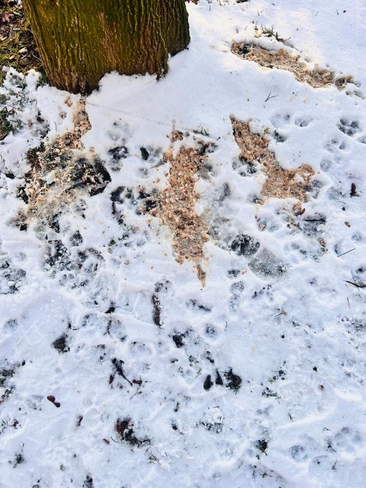 Giftköder-Giftköder-Profilbild