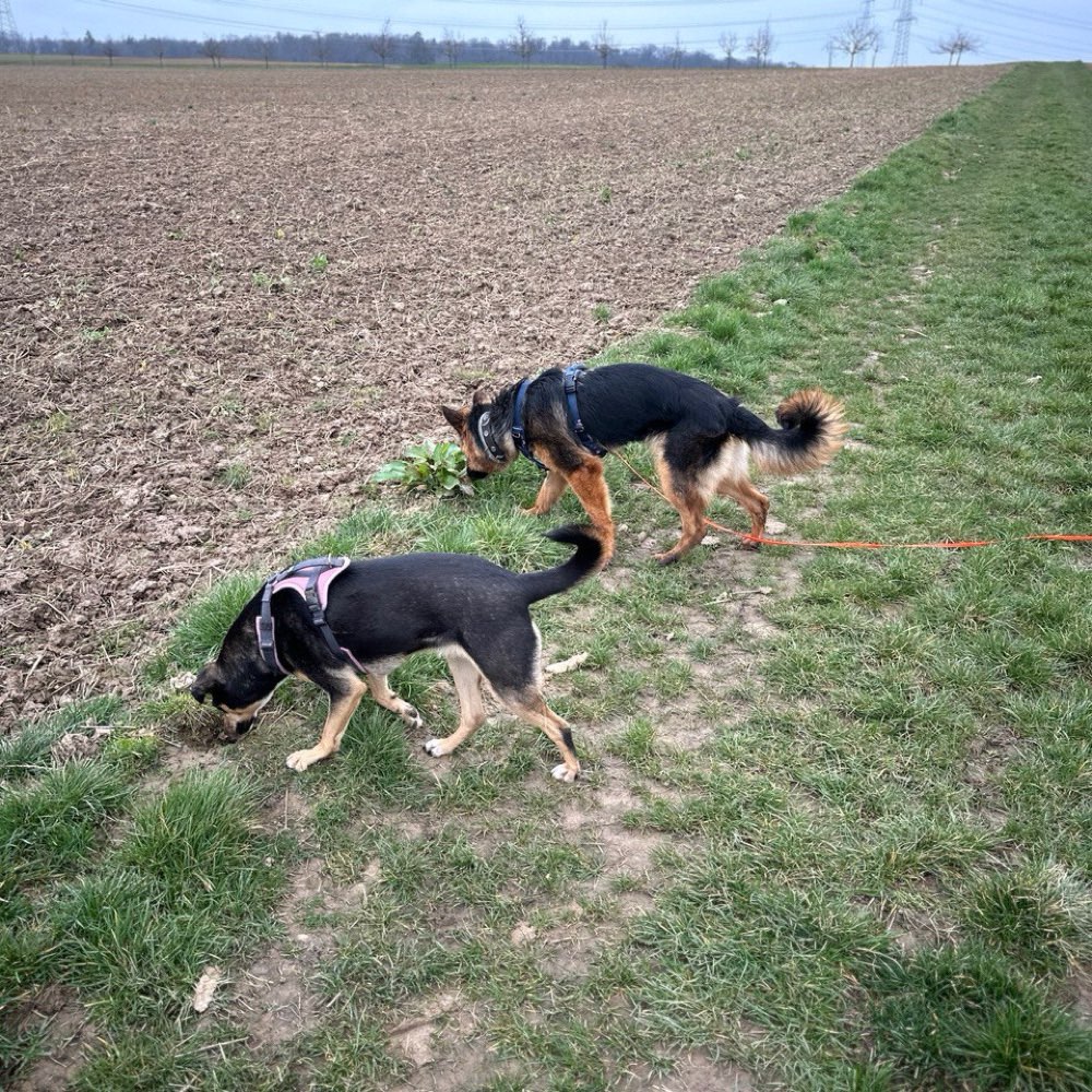 Hundetreffen-Trainingspartner-Profilbild