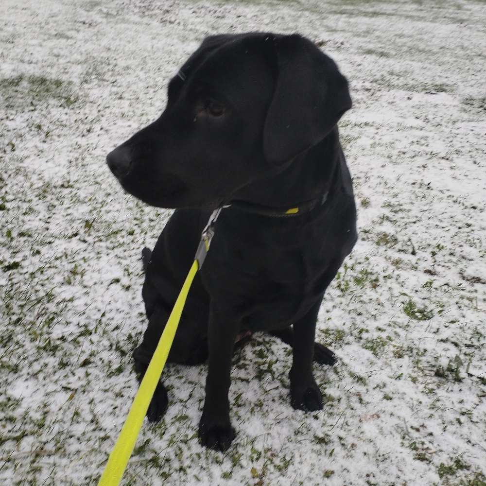 Hundetreffen-Gemeinsam spazieren gehen & spielen-Profilbild