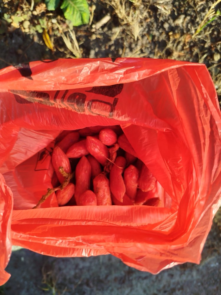 Giftköder-Evtl. Giftköder an der Varreler Bäke-Profilbild