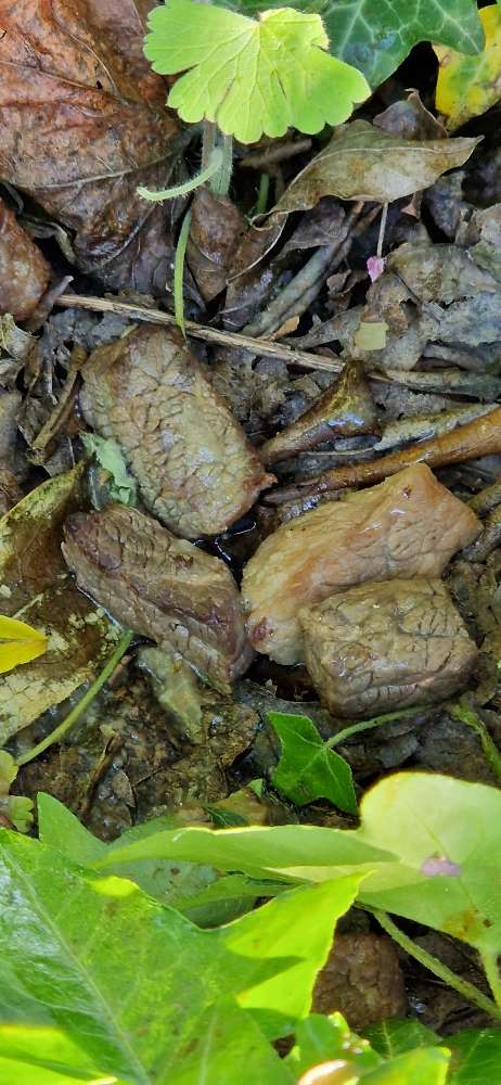 Giftköder-Fleischstücke vorm Schrebergarten-Profilbild