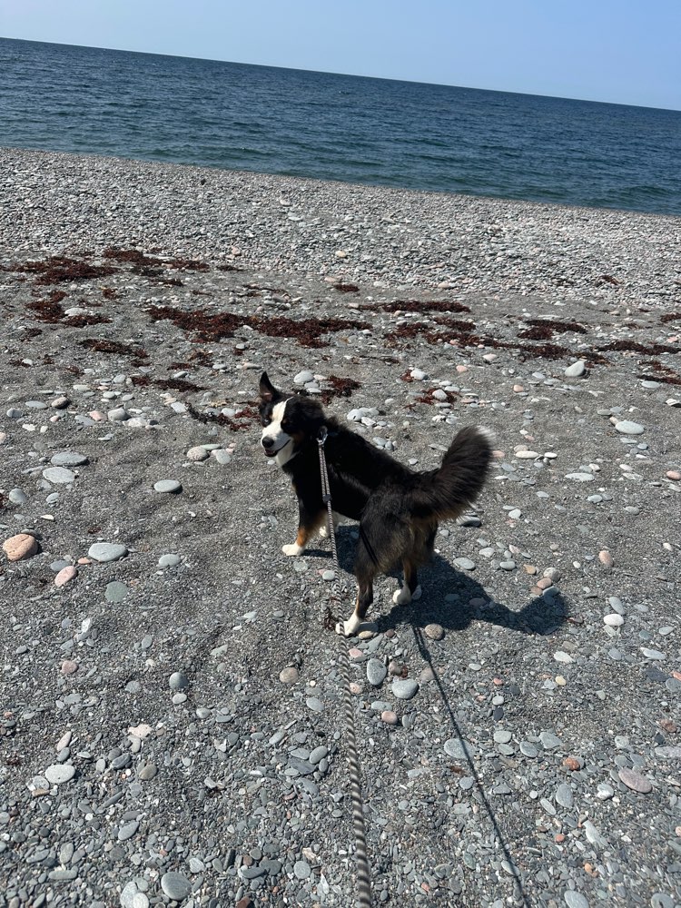 Hundetreffen-Spielfreund / Spielfreundin gesucht-Profilbild