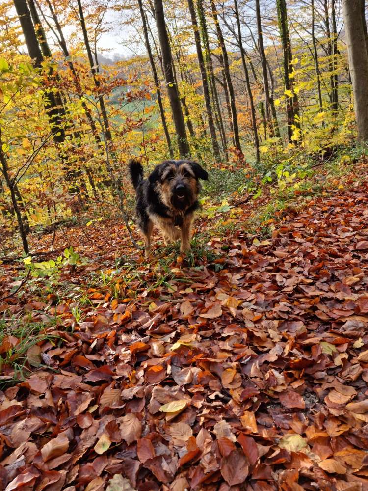Hundetreffen-Suche neue Hunde zum Spielen-Profilbild