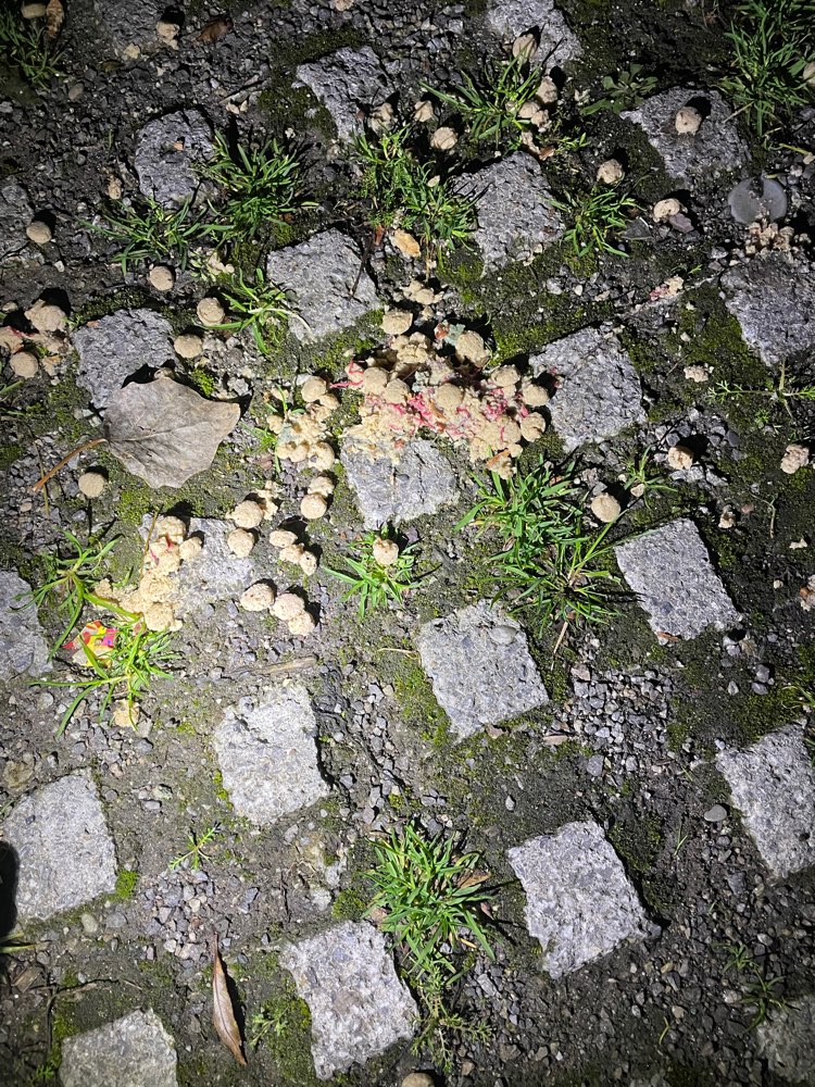 Giftköder-Giftköder-Profilbild