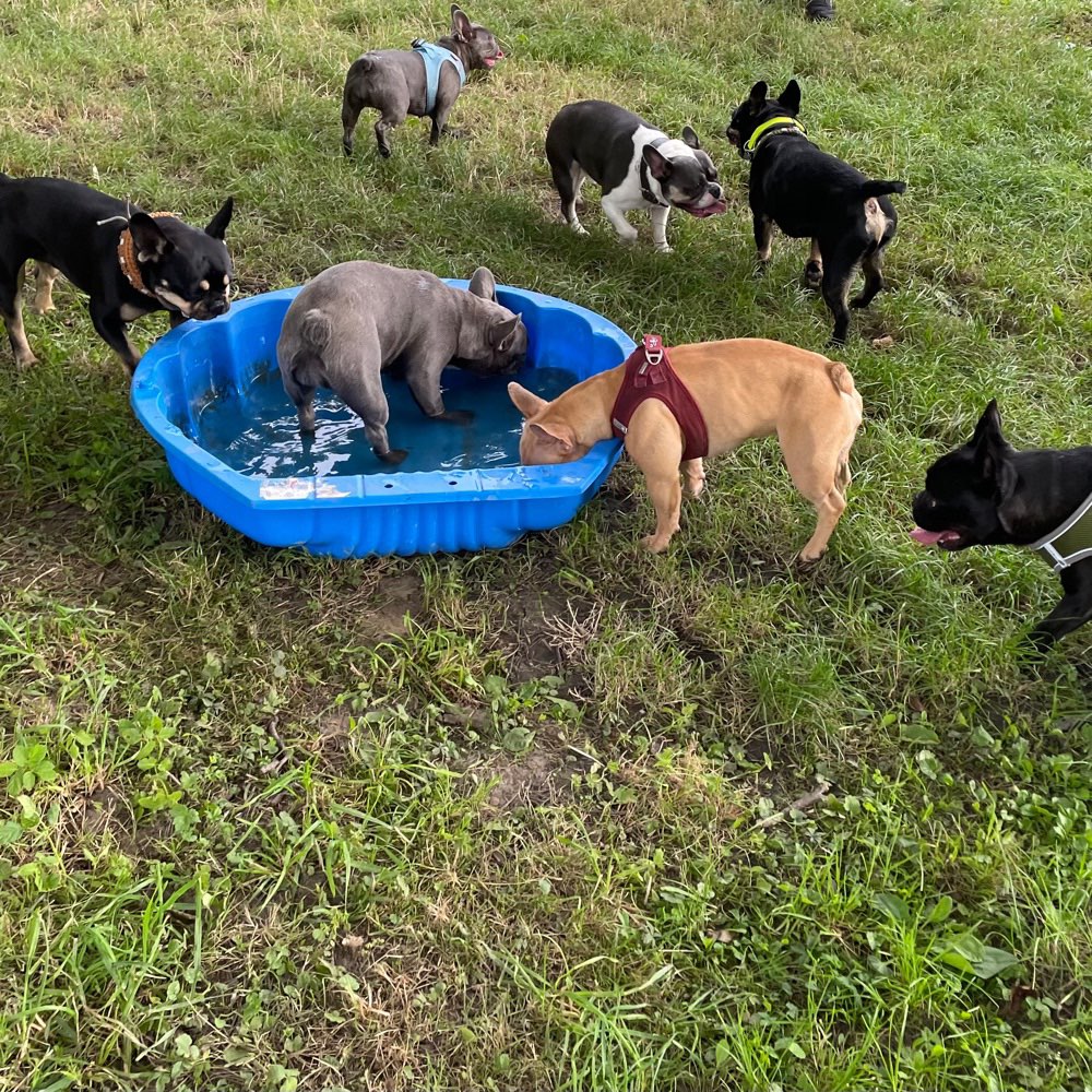 Hundetreffen-Frenchietreffen-Profilbild