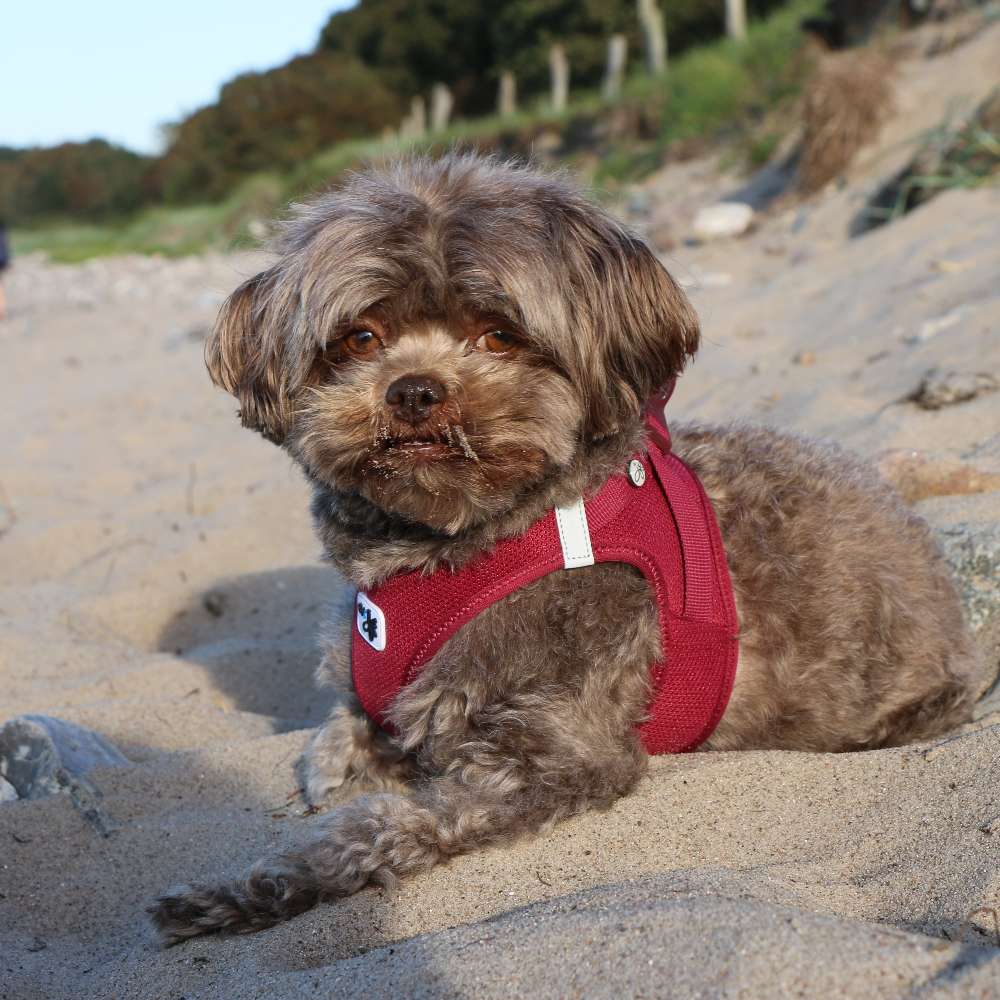 Hundetreffen-Strandspaziergänge in  24214 Lindhöft-Profilbild