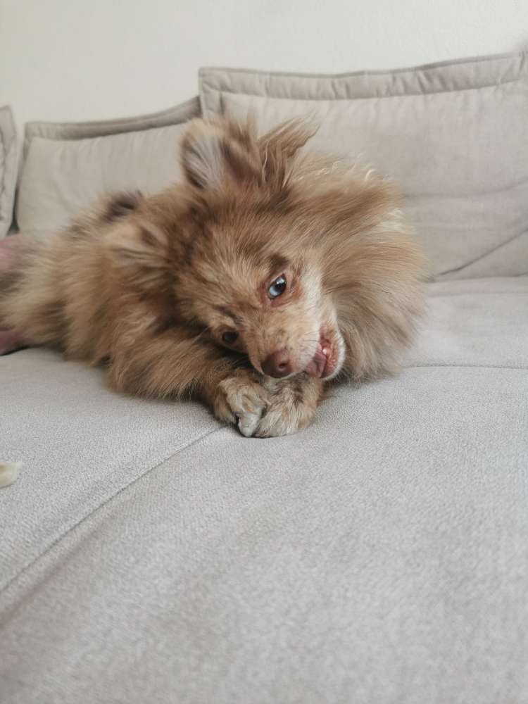 Hundetreffen-Zwergspitz Runde-Profilbild