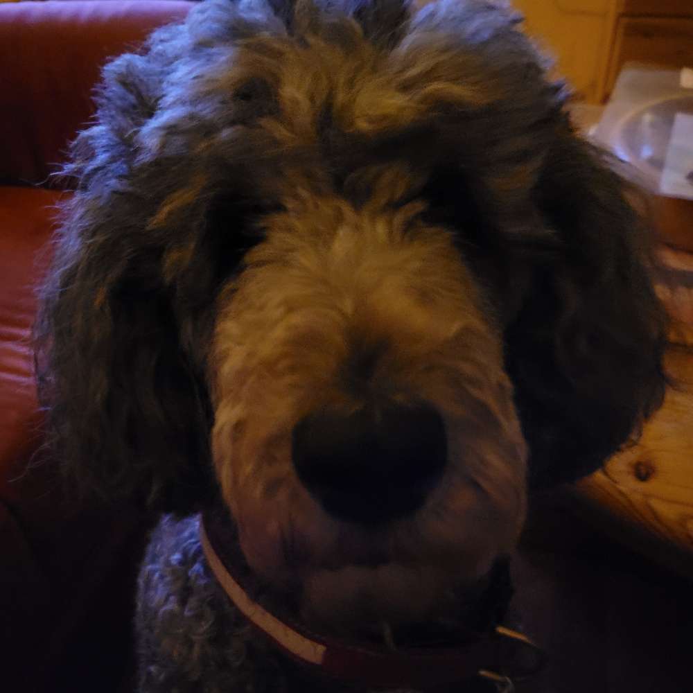 Hundetreffen-Großpudel  - Spielen/Spazierengehen-Profilbild