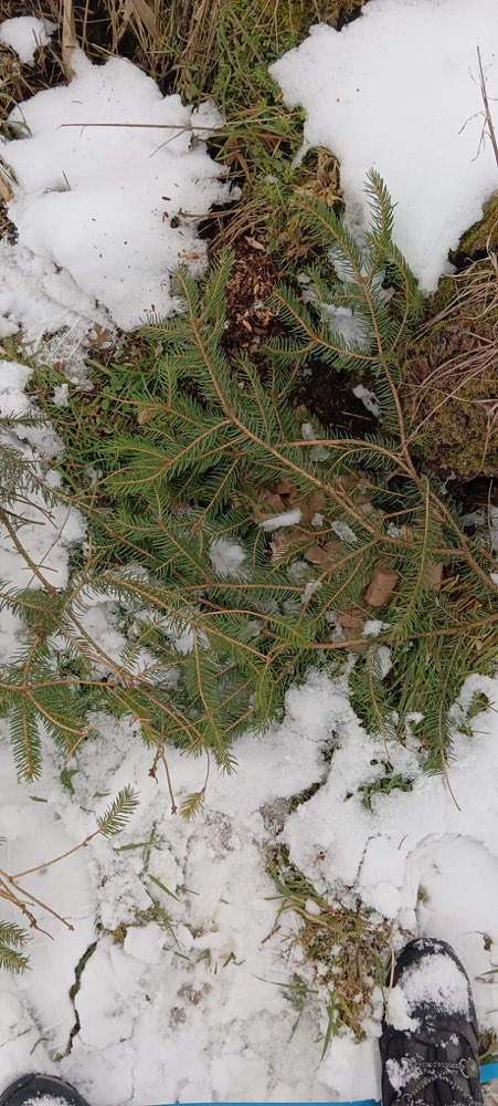 Giftköder-Möglicher Giftköder-Profilbild