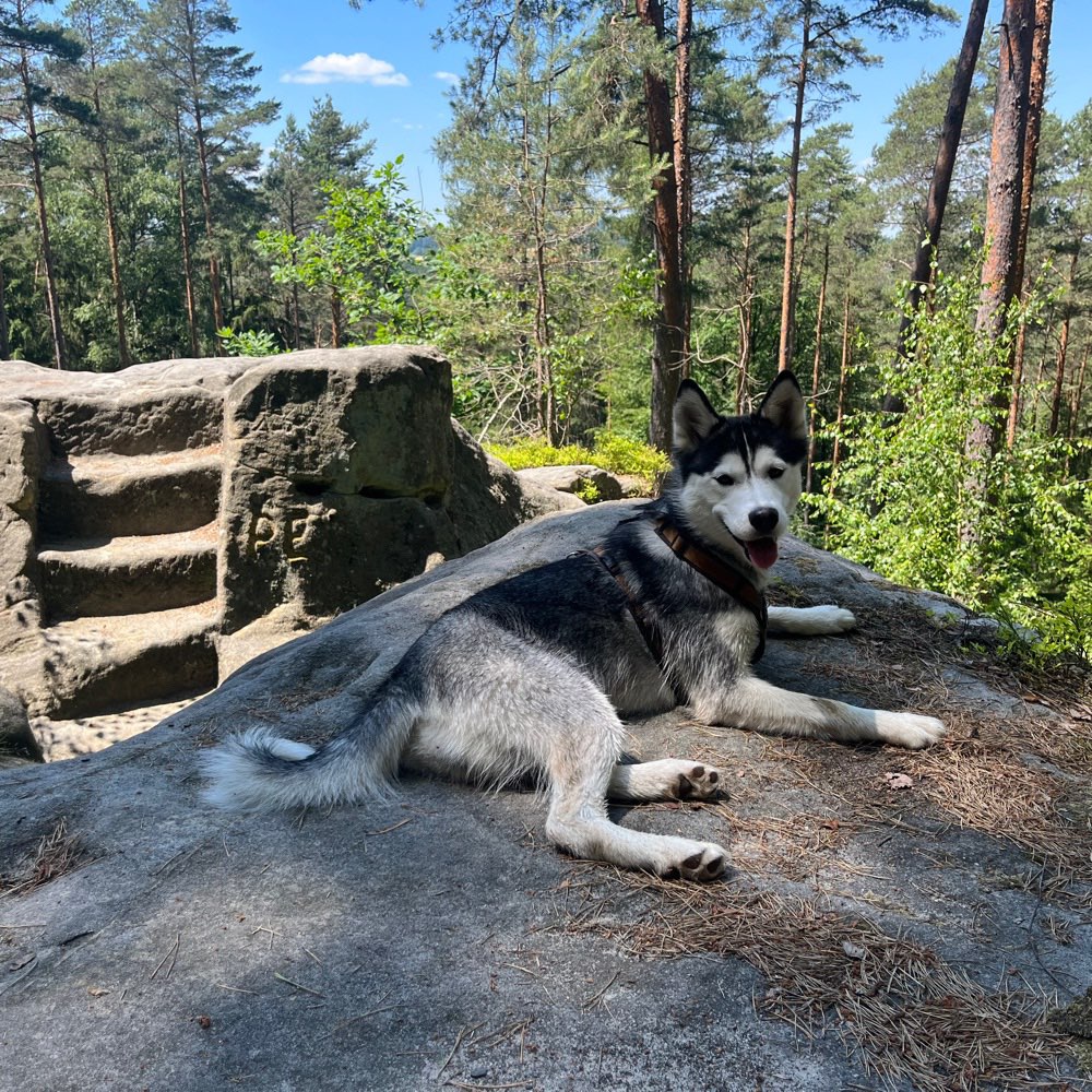 Hundetreffen-Wildmeisterstein-Profilbild