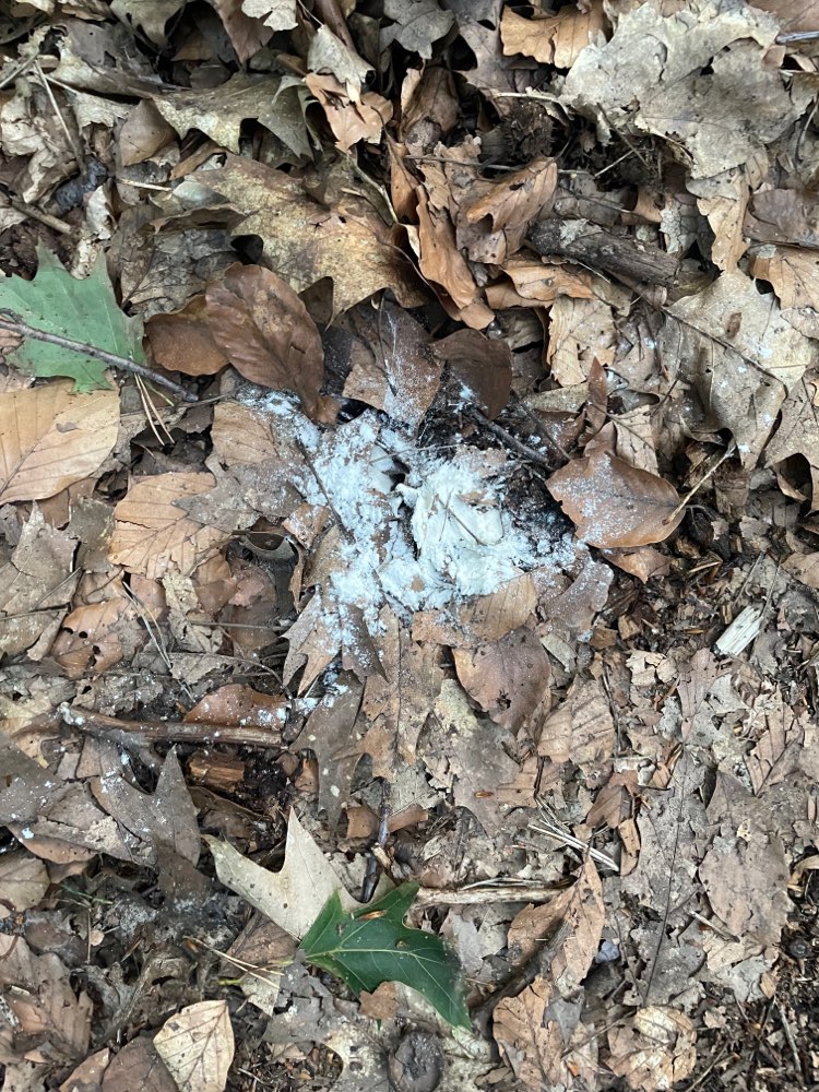 Giftköder-Undefinierbares Pulver verteilt-Profilbild