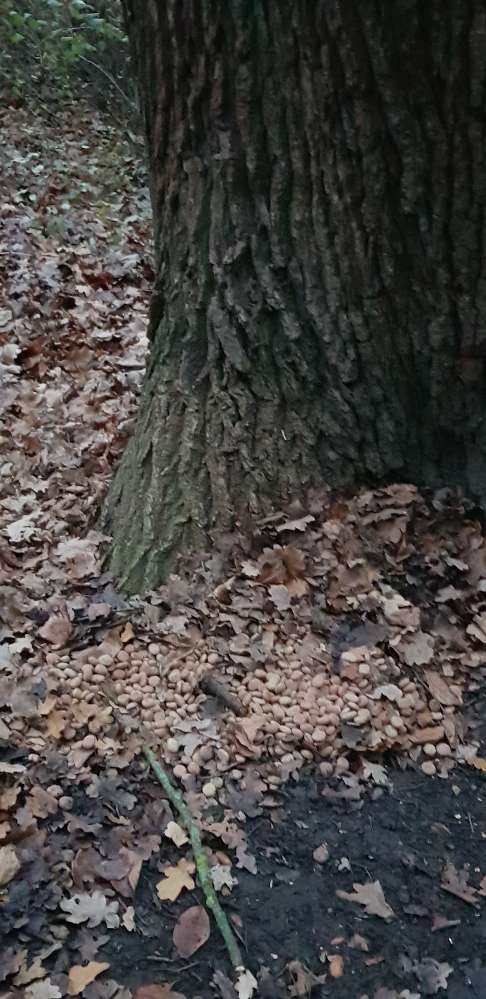Giftköder-Hundefutter in großer Menge-Profilbild