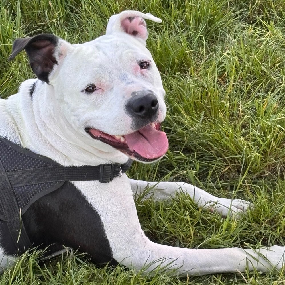 Hundetreffen-Suche neue Buddys-Profilbild