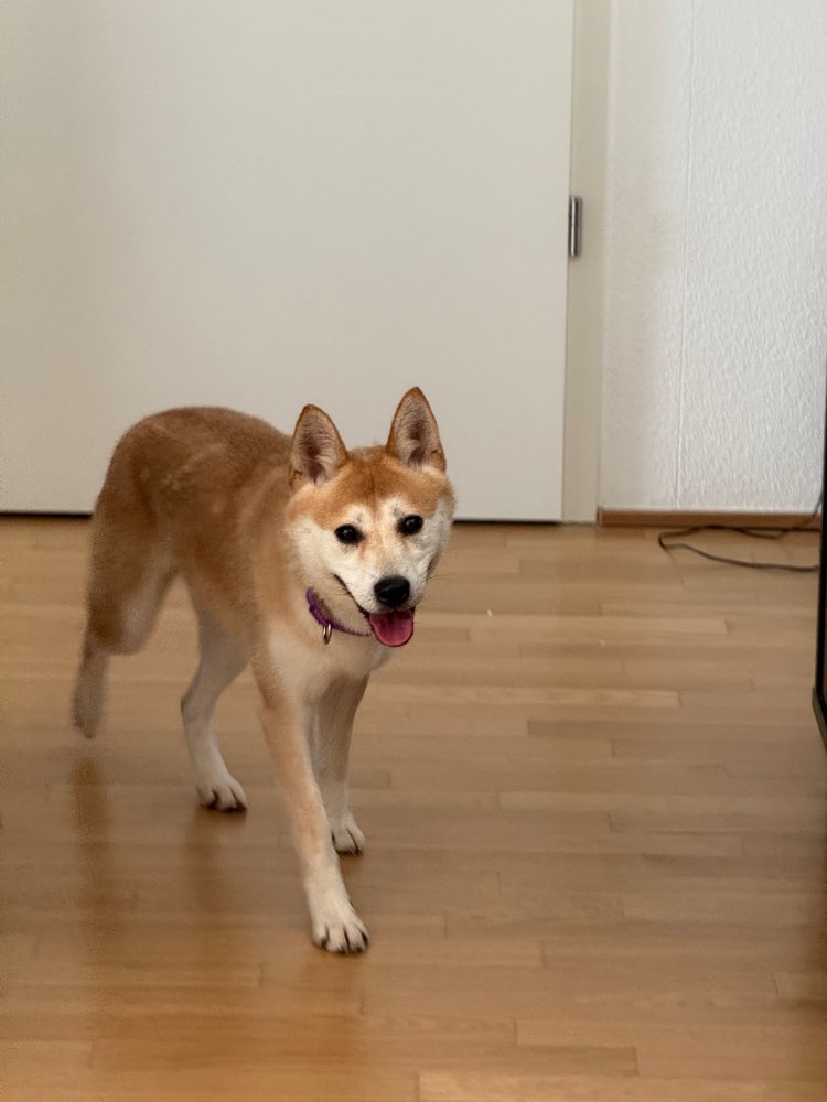 Hundetreffen-Hundetreffen und Gassi gehen (für meinen schüchternen Hund)-Profilbild