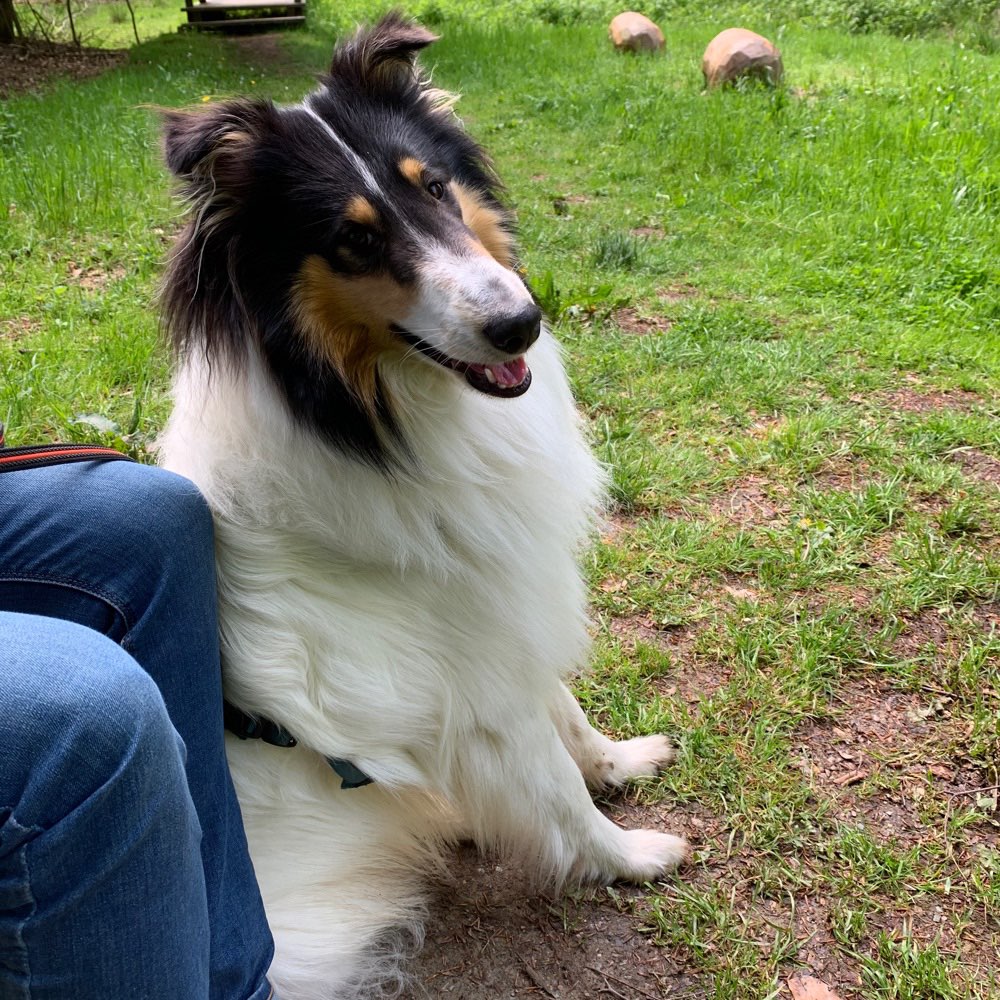 Hundetreffen-Unser Collie „Santos“ sucht Spielgefährten/in-Profilbild