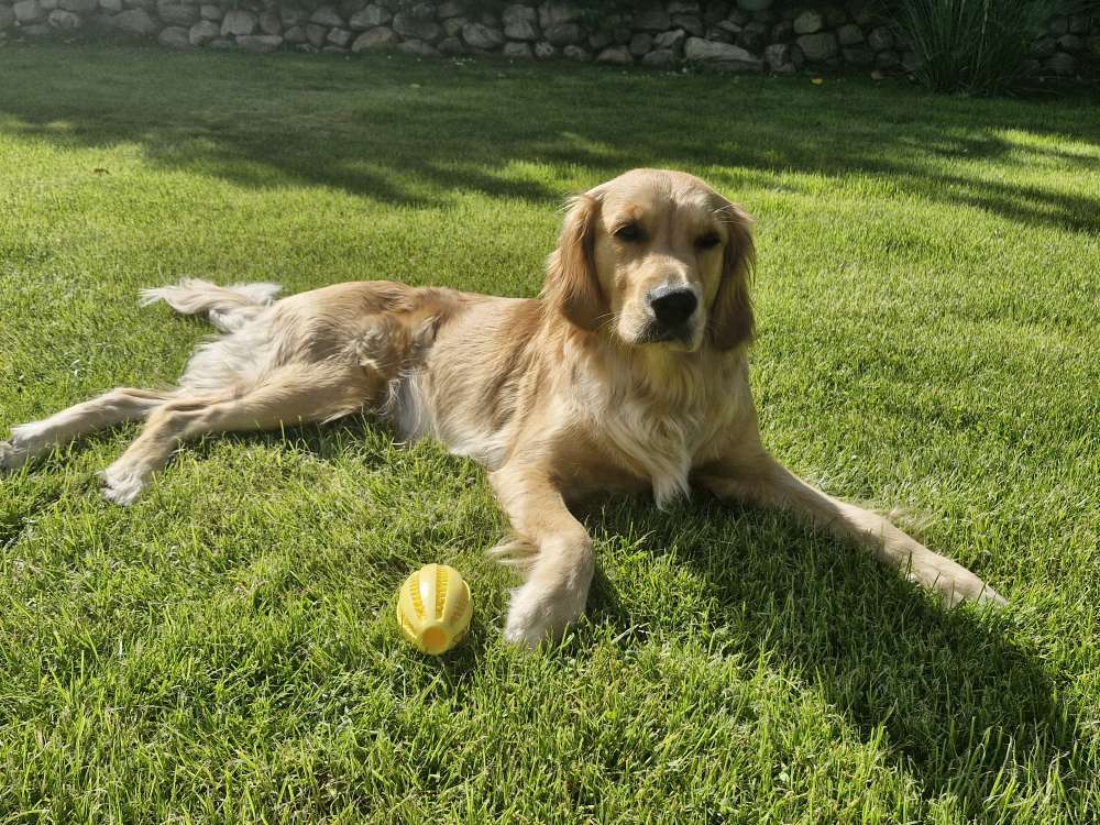 Hundetreffen-Trainingspartner für Hundebegegnungen-Profilbild