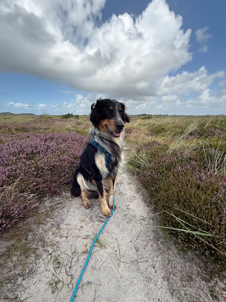 Hundetreffen-Spielkamerad gesucht-Profilbild