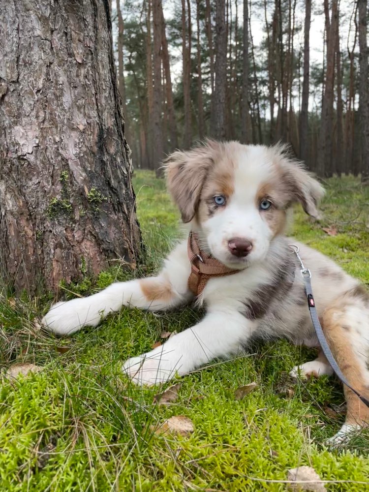 Hundetreffen-Kumpel/Kumpeline gesucht-Profilbild