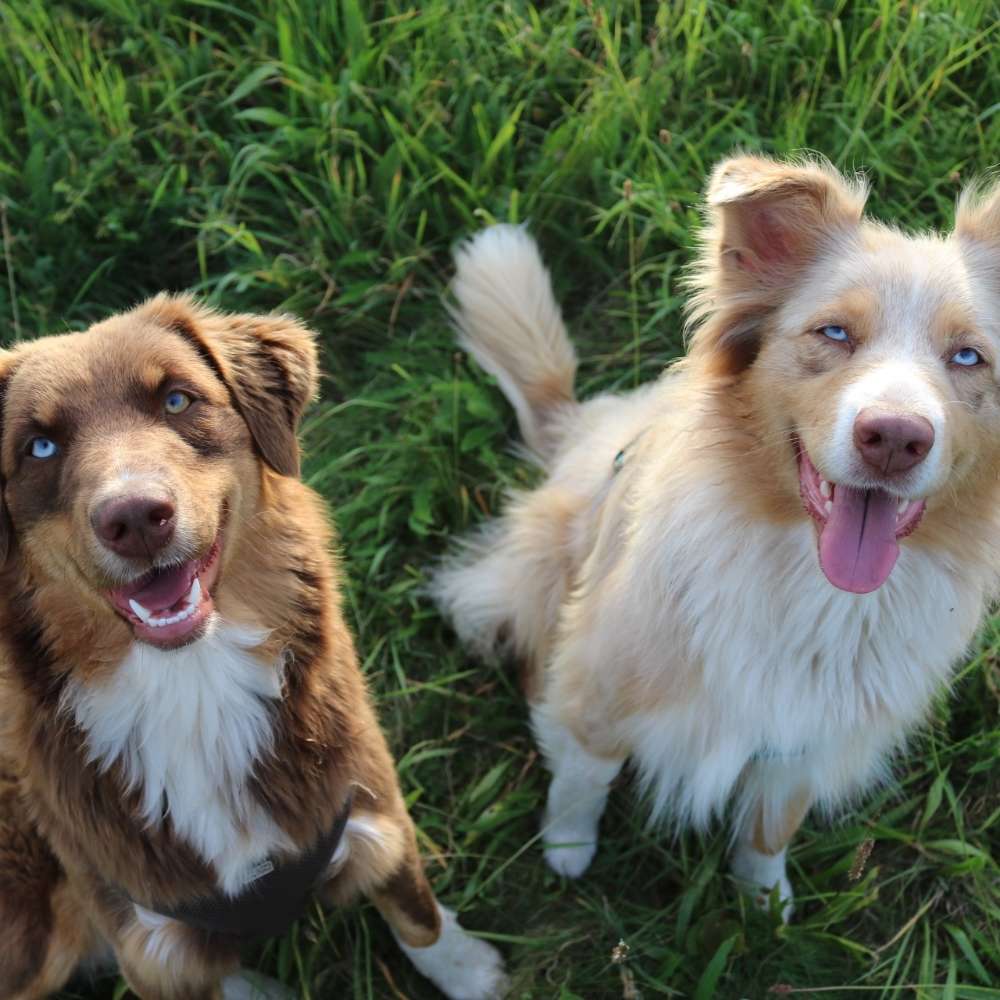 Hundetreffen-Hundetreffen Crimmitschau-Profilbild