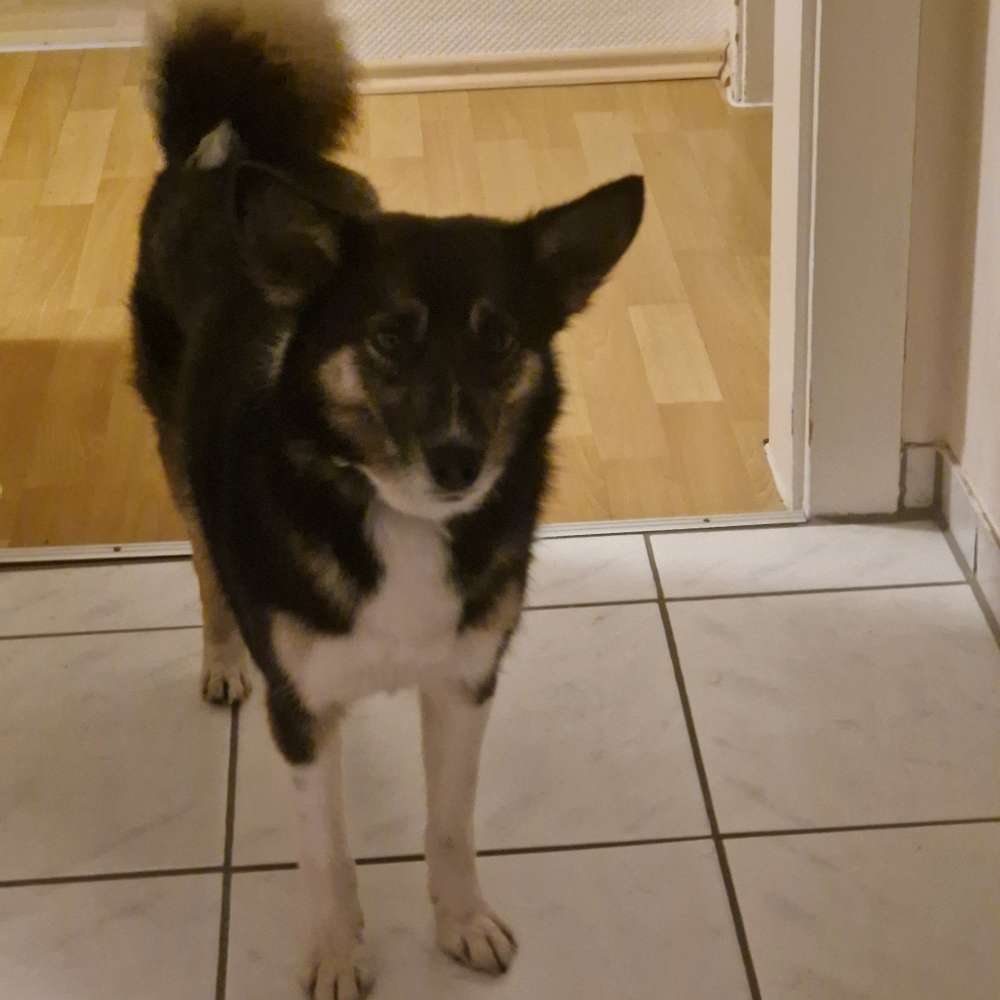 Hundetreffen-Gemeinsames Gassi gehen-Profilbild