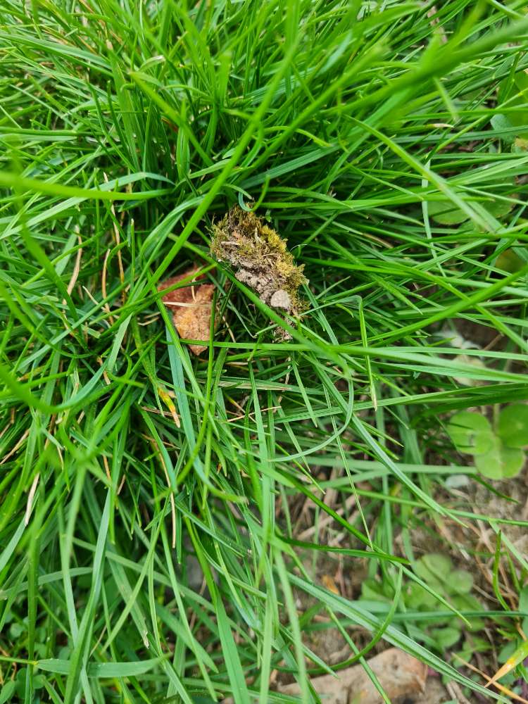 Giftköder-Trockenfleisch im Gras-Profilbild
