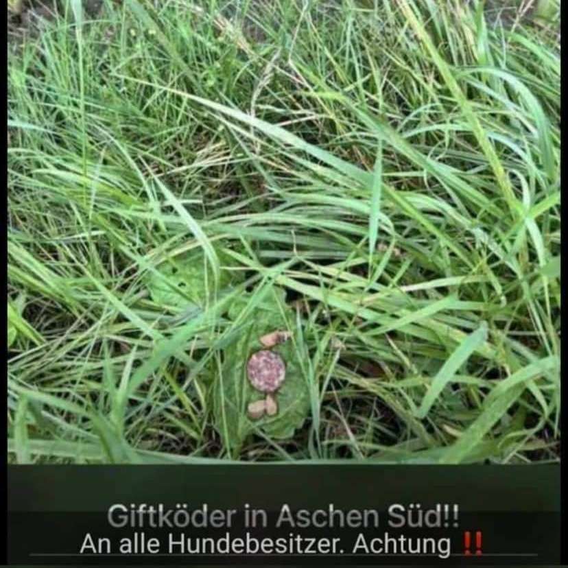 Giftköder-Rattengift-Profilbild