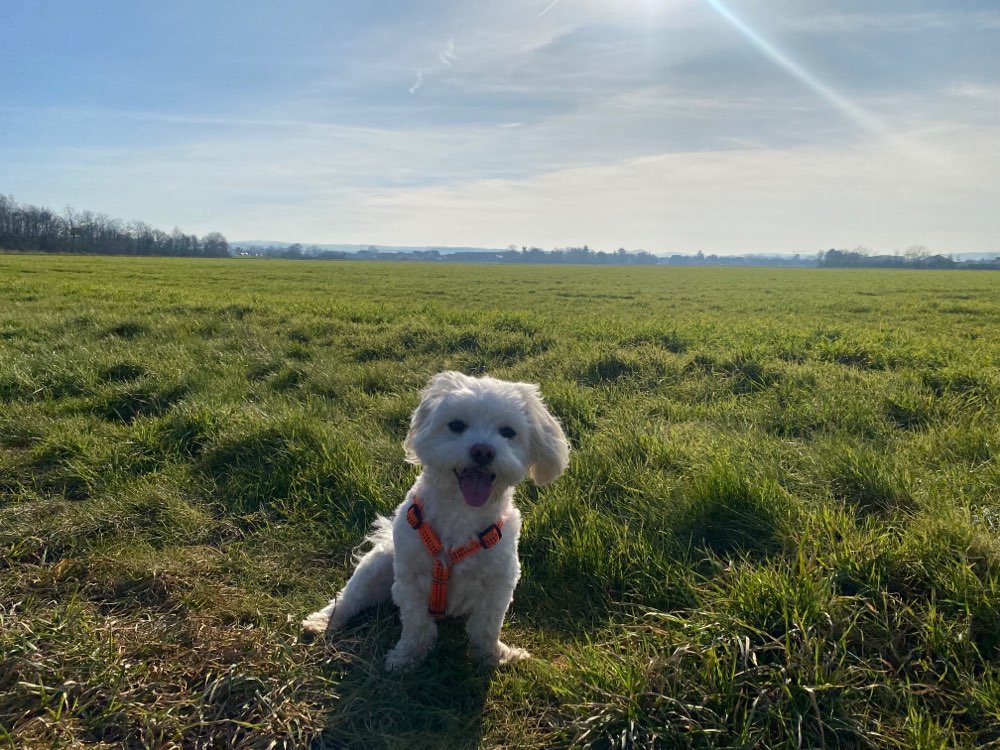 Hundetreffen-Suche Hunde Freunde-Profilbild