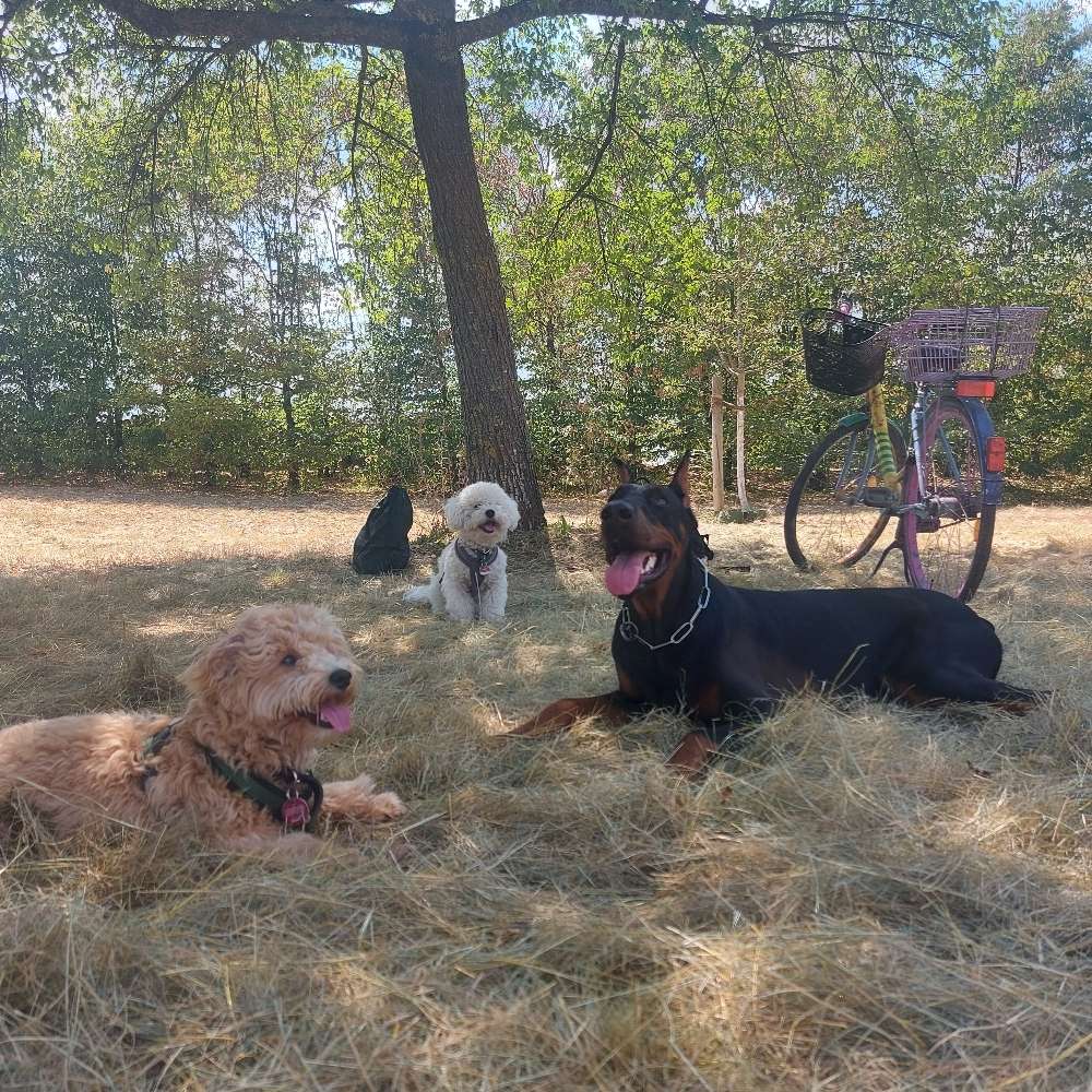 Hundetreffen-Spielkameraden gesucht-Profilbild