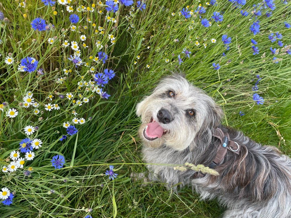 Hundetreffen-Spiel- und Spazierpartner gesucht-Profilbild