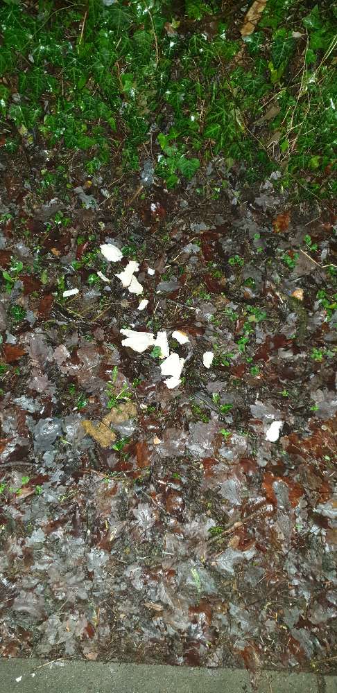 Giftköder-Auffälliges Essen-Profilbild