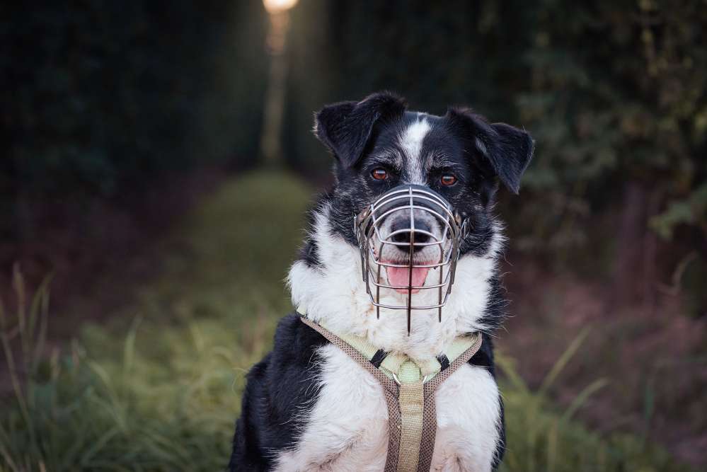 Hundetreffen-Social Walks, Training, langfristige Hundefreunde-Profilbild