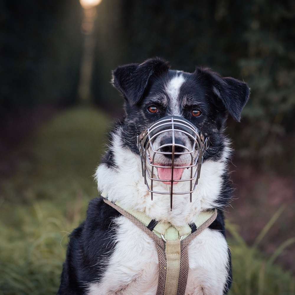 Hundetreffen-Social Walk, Hundebegegnungstraining-Profilbild